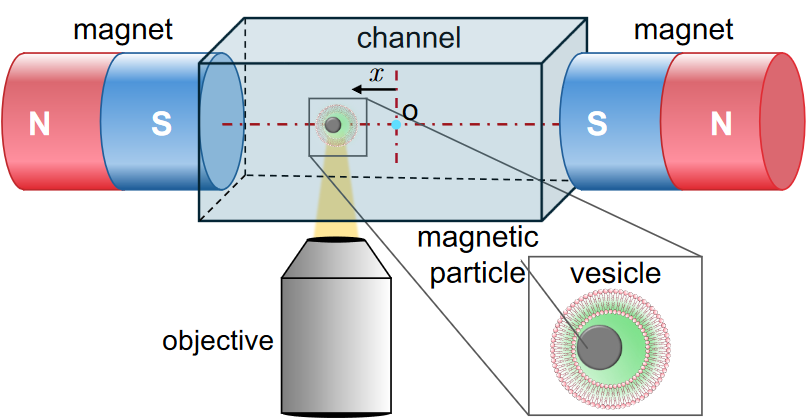 A lipid vesicle with an encapsulated magnetic particle being steered through a microfluidic channel by external magnets. (10.1039/d5nr00942a)