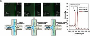 Reversible assembly and disassembly of synthetic oligopeptide nanostructures.
