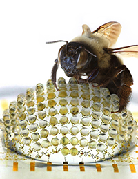 The new digital cameras exploit large arrays of tiny focusing lenses and miniaturized detectors in hemispherical layouts, just like eyes found in arthopods. 