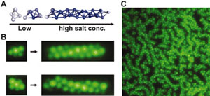 Triple helices formed at higher salt concentration and higher particle concentration. 