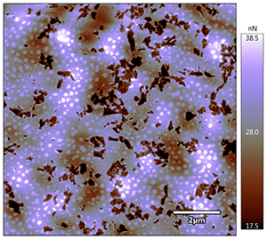 research image of nail adhesion