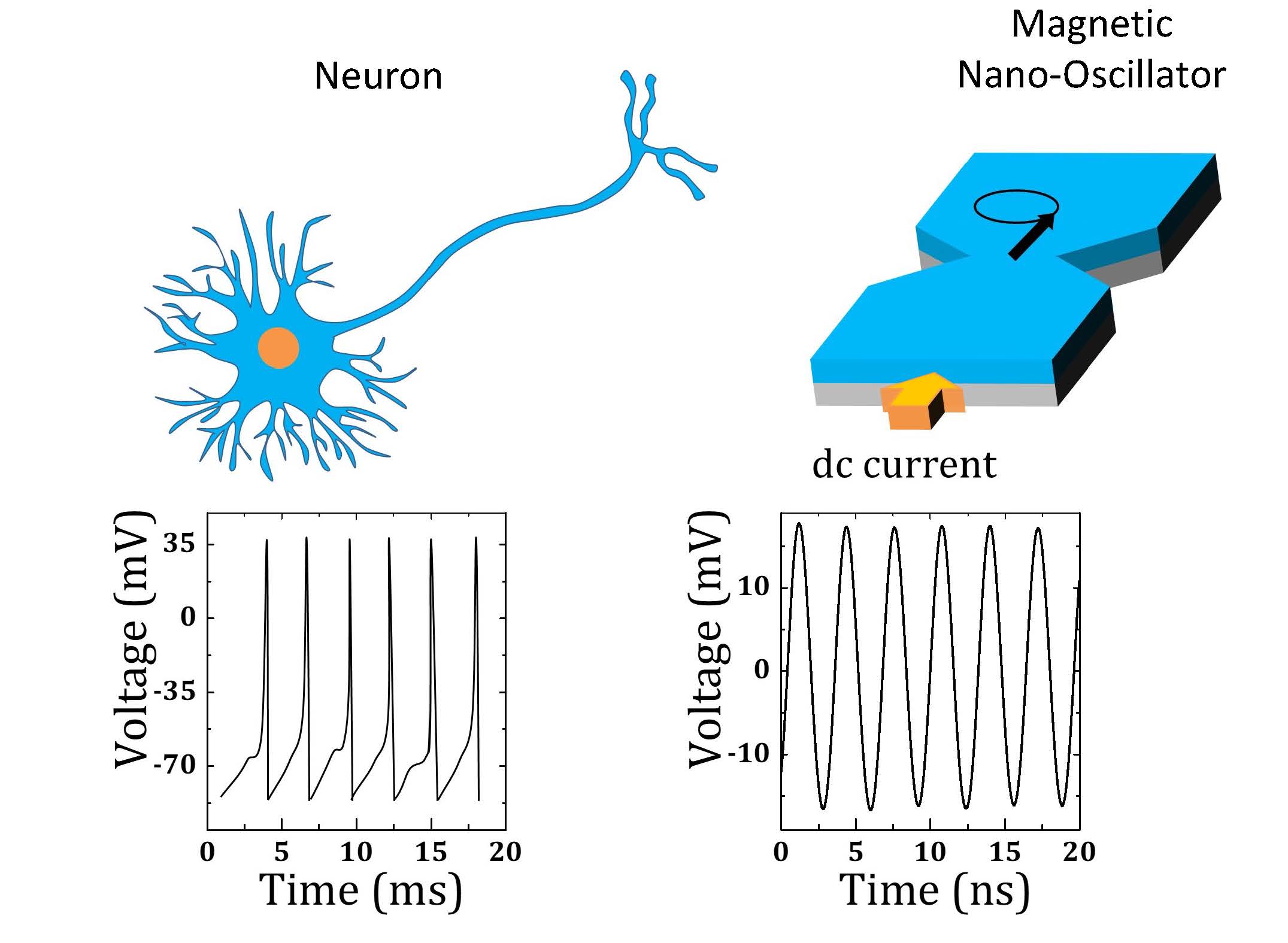 Quantum-materials-based magnetic nano-oscillators provide functionality similar to that of neurons that work via periodic spiking.