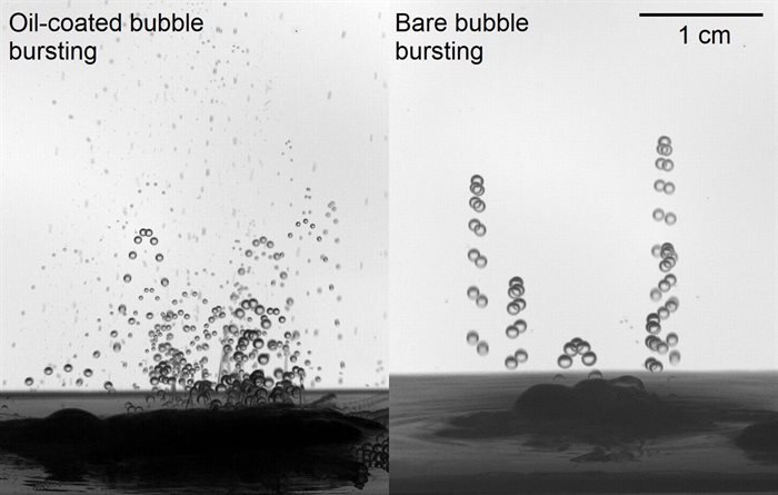 Oil-coated bubble bursting compared to bare bubble bursting